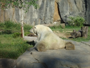 Polar Bear Ass